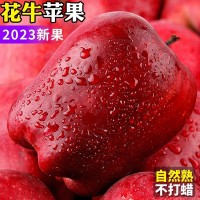 甘肅天水花牛蘋果糖心紅蛇粉面蘋果當(dāng)季新鮮水果